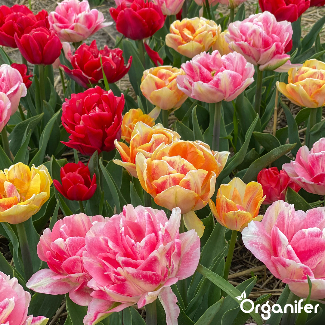 Foxtrot Tulip Bulbs 3