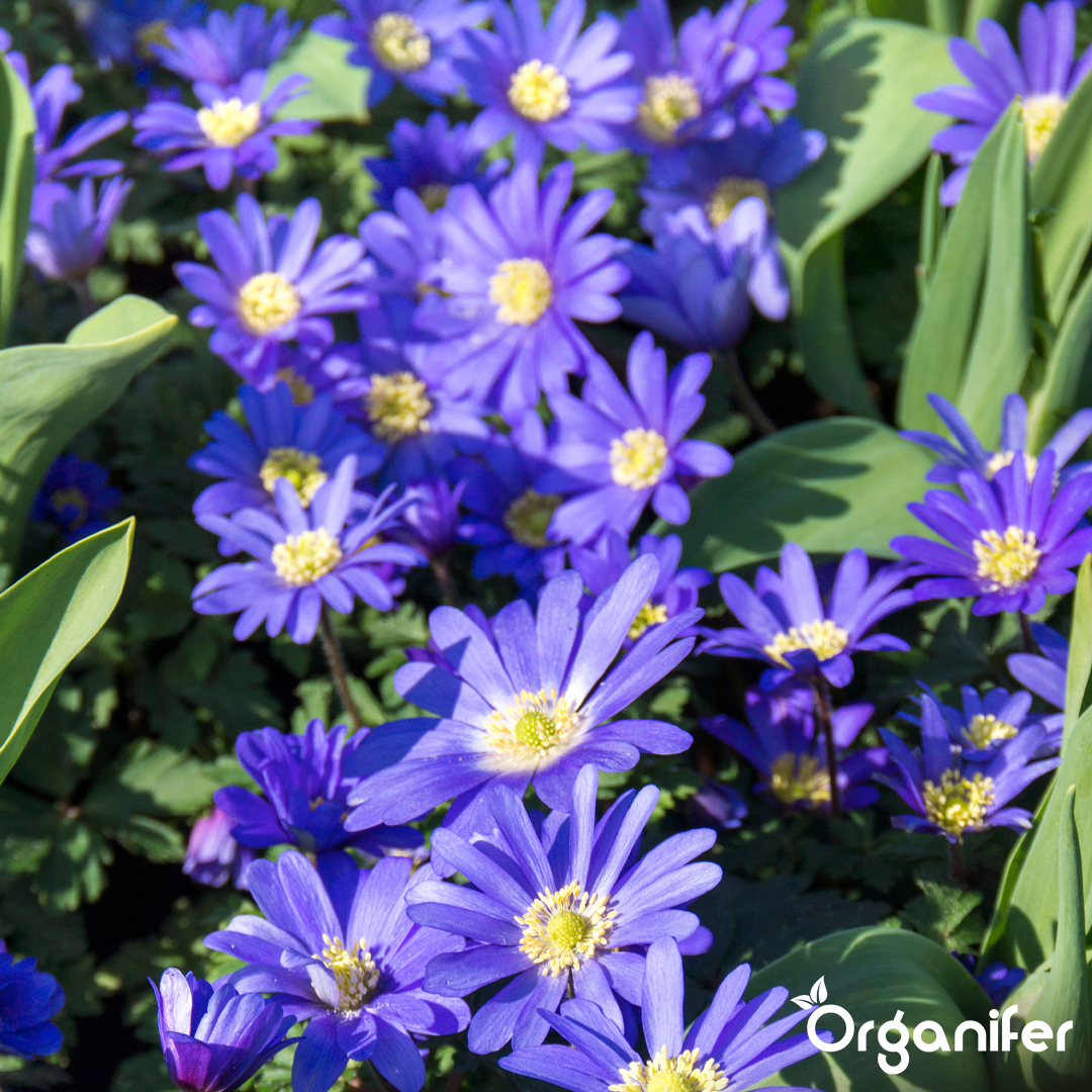 Anemones – Blue Windflowers 5