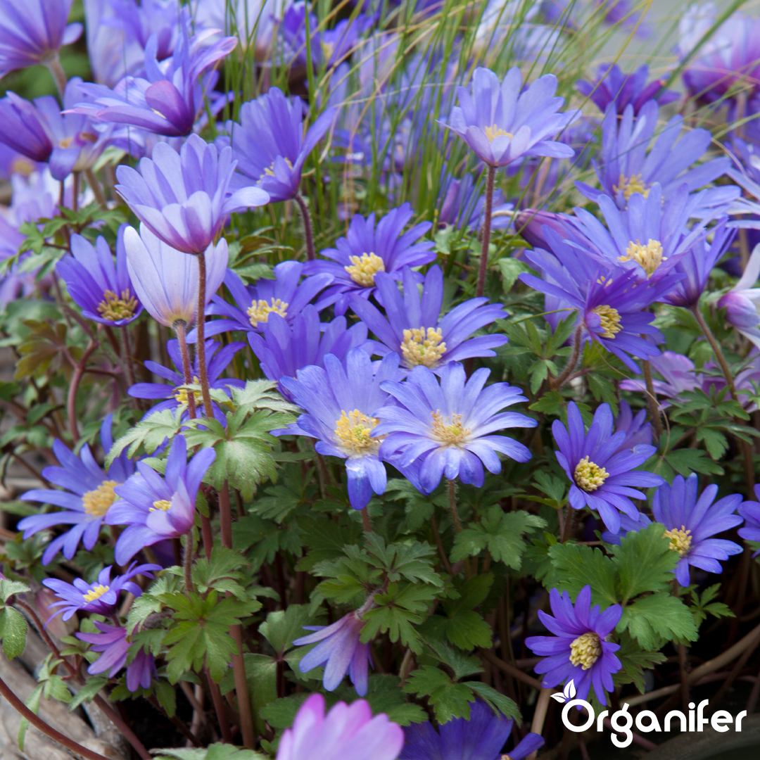 Anemones – Blue Windflowers 8
