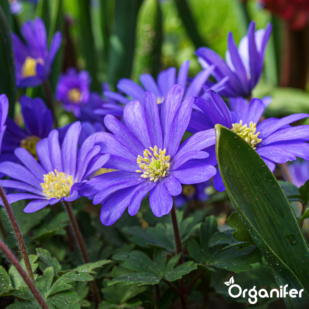 Anemones – Blue Windflowers 7