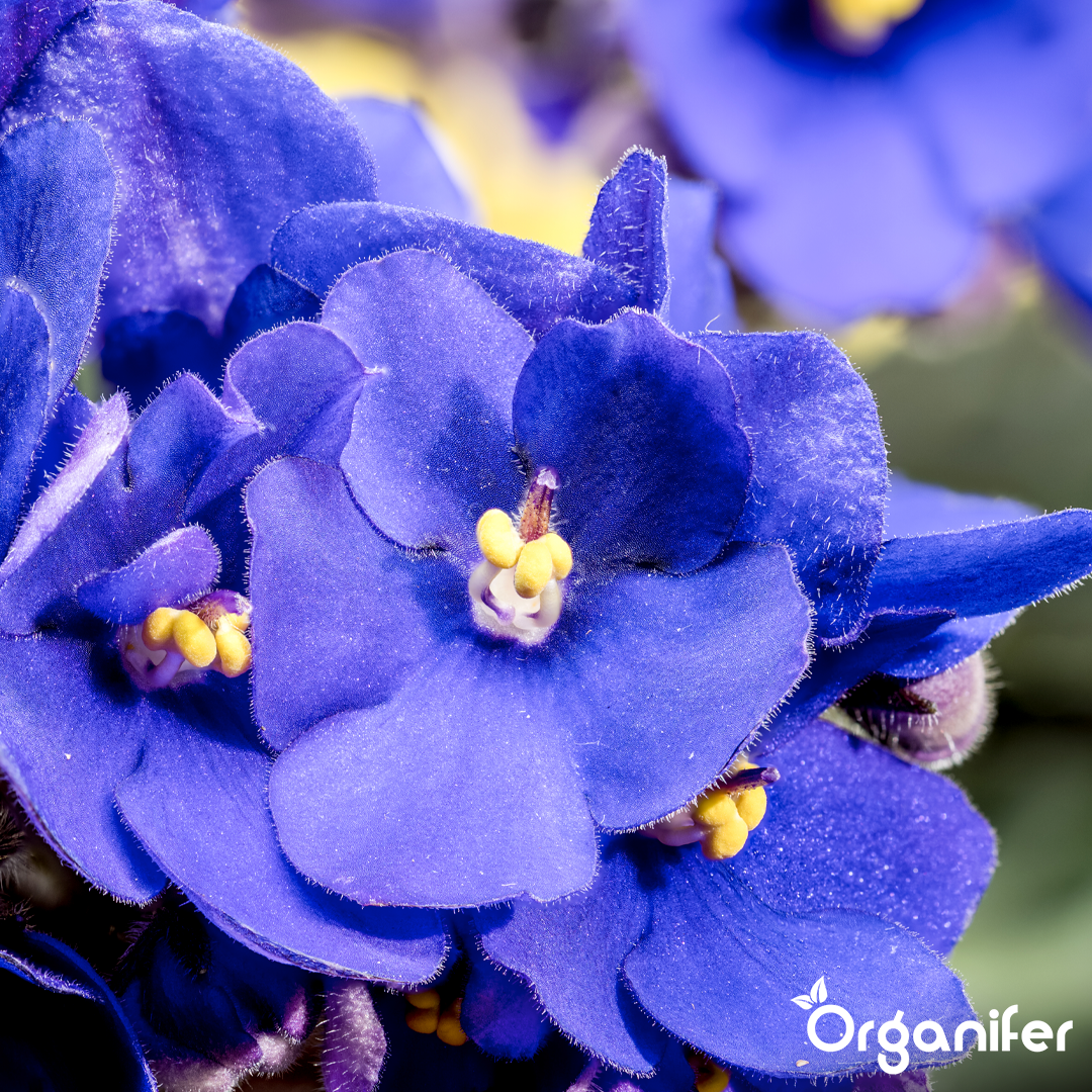 African violet