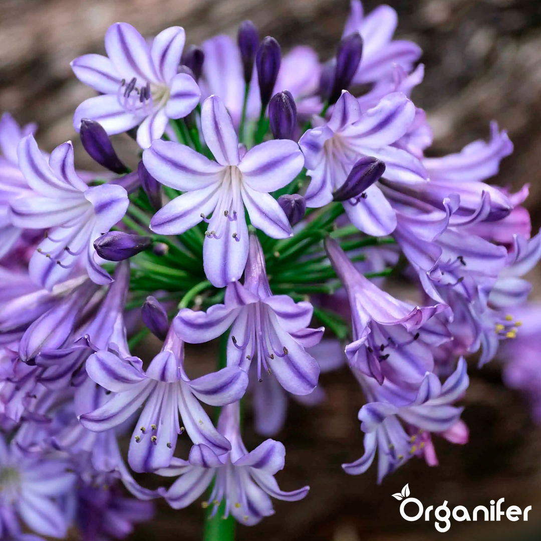 Agapanthus