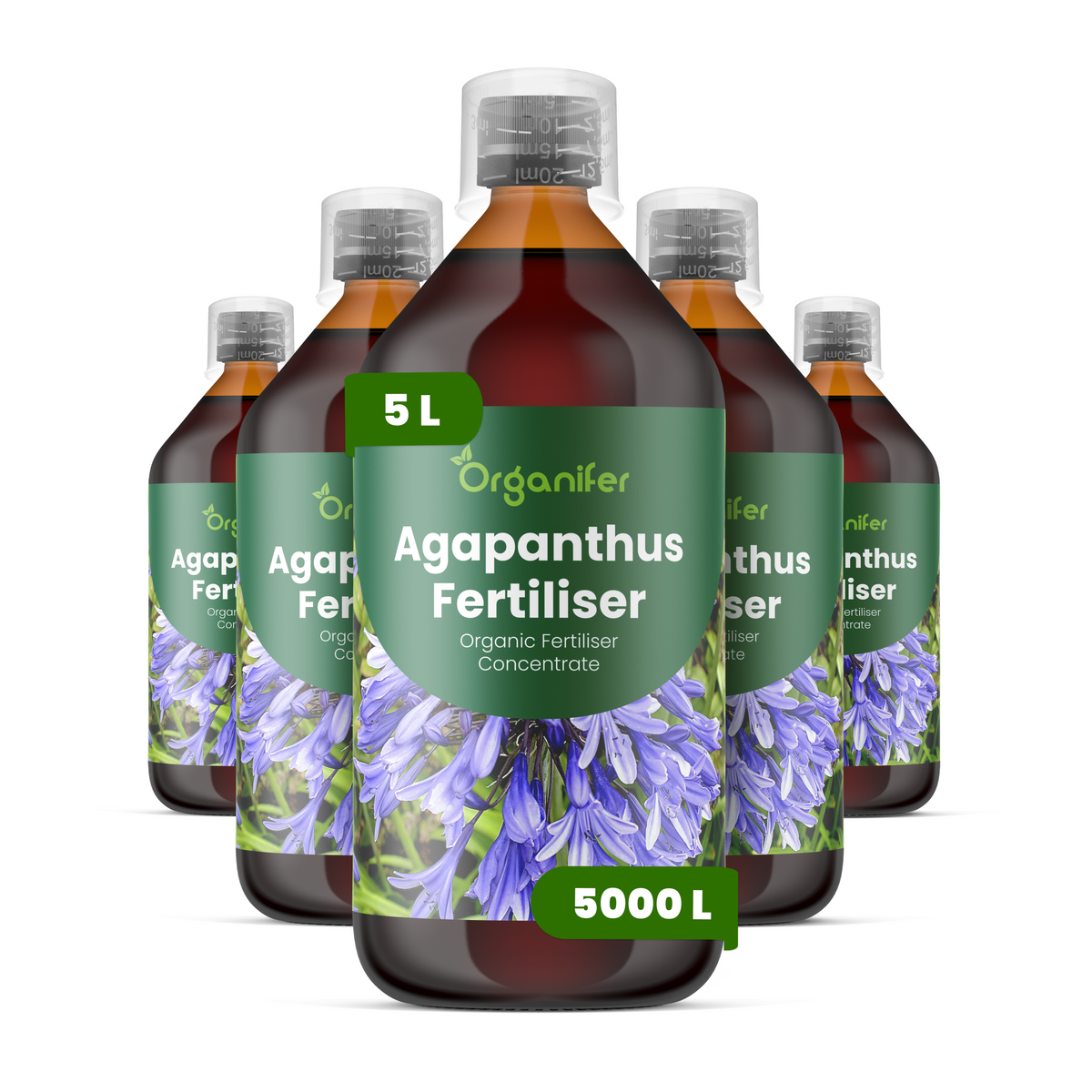 5L Agapanthus labels