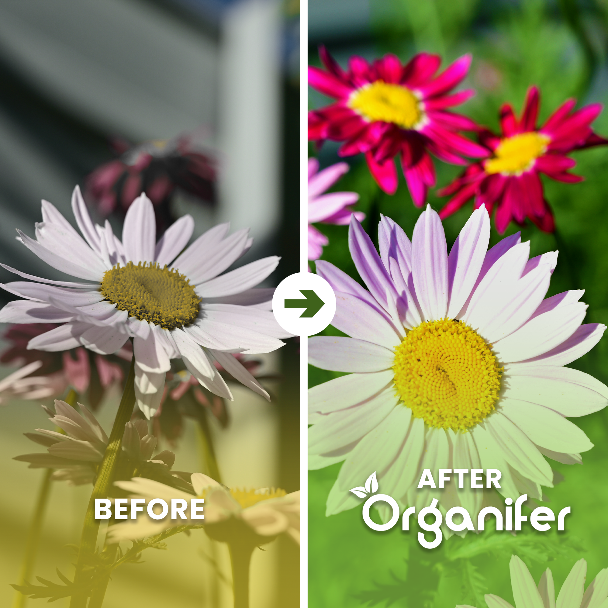 Algae Lime Powder – Pure Lithothamnium Calcareum Before - after