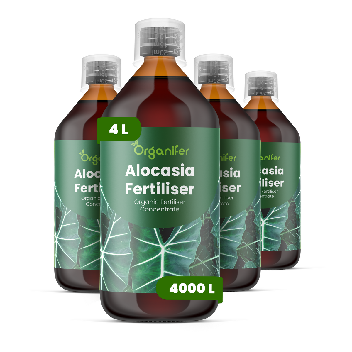 4L Alocasia labels