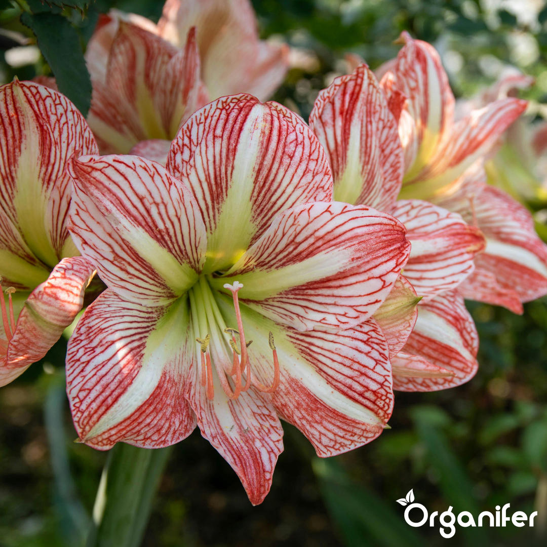 liquid fertiliser Amaryllis