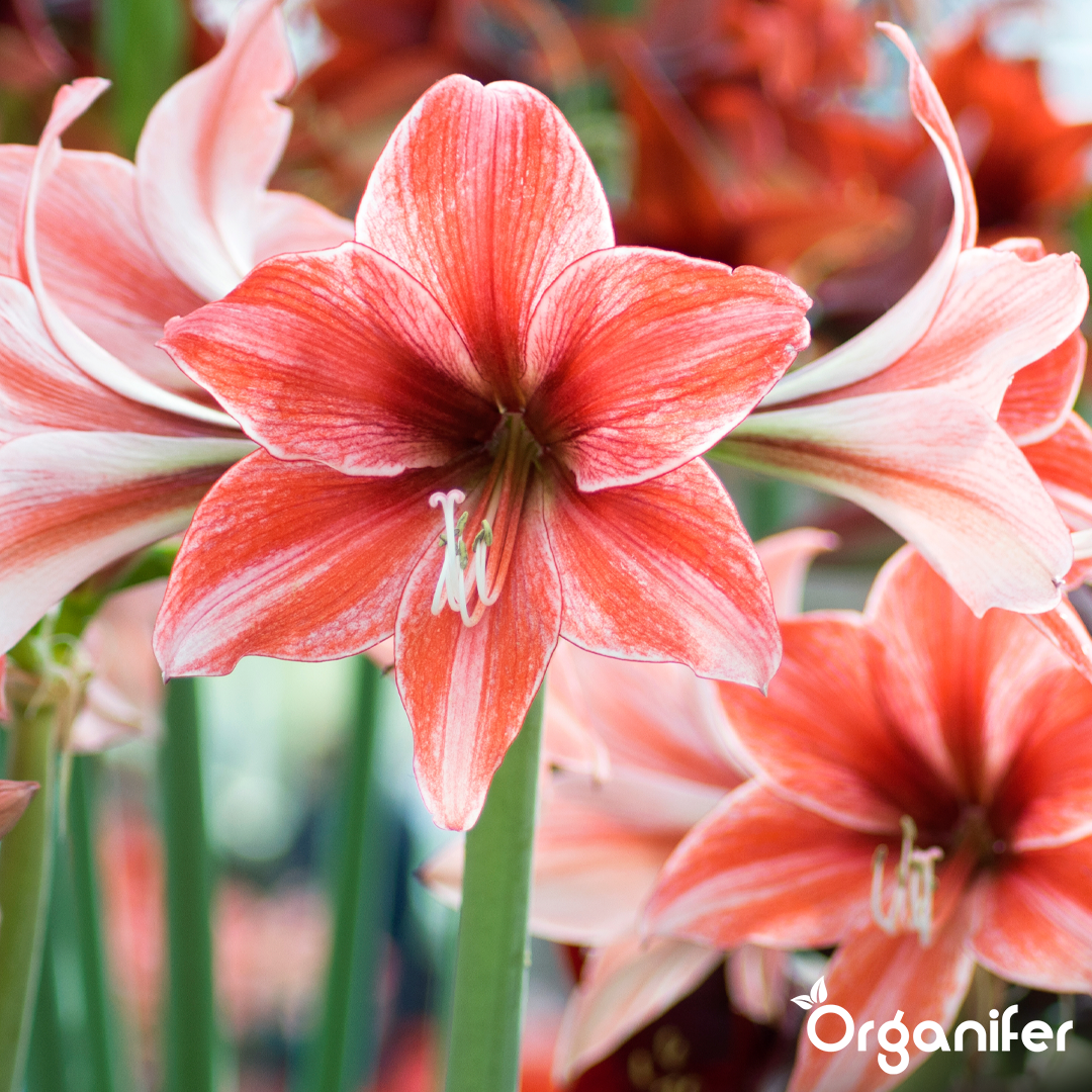 liquid fertiliser Amaryllis