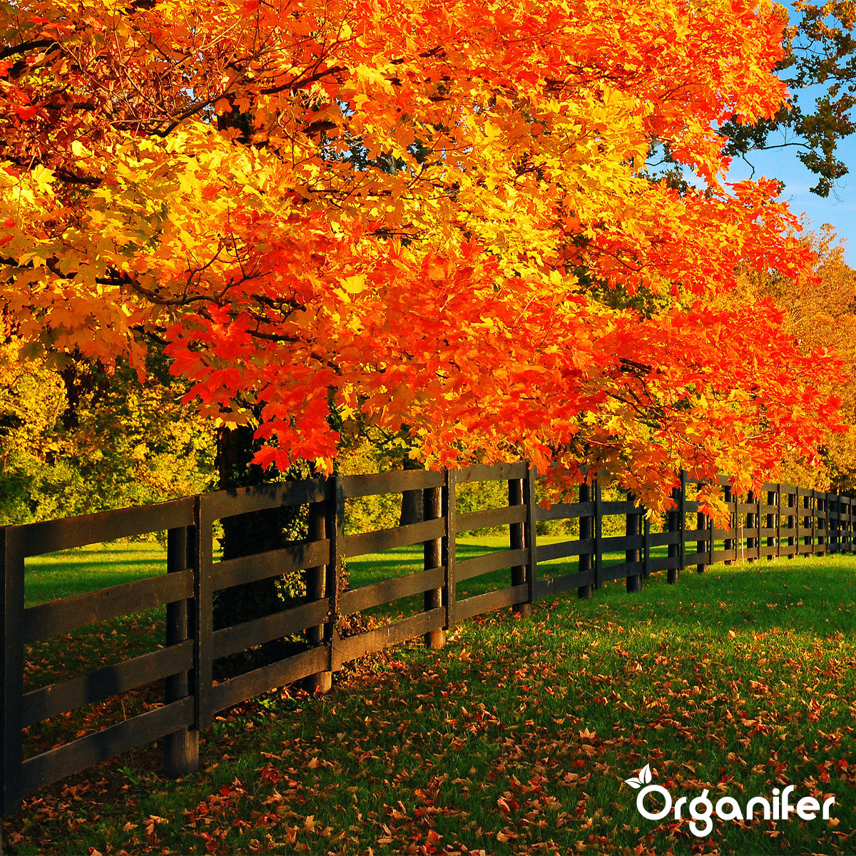 Organifer Autumn Fertiliser All-In-One (10 kg - for 200 m2) 8719958999695 14