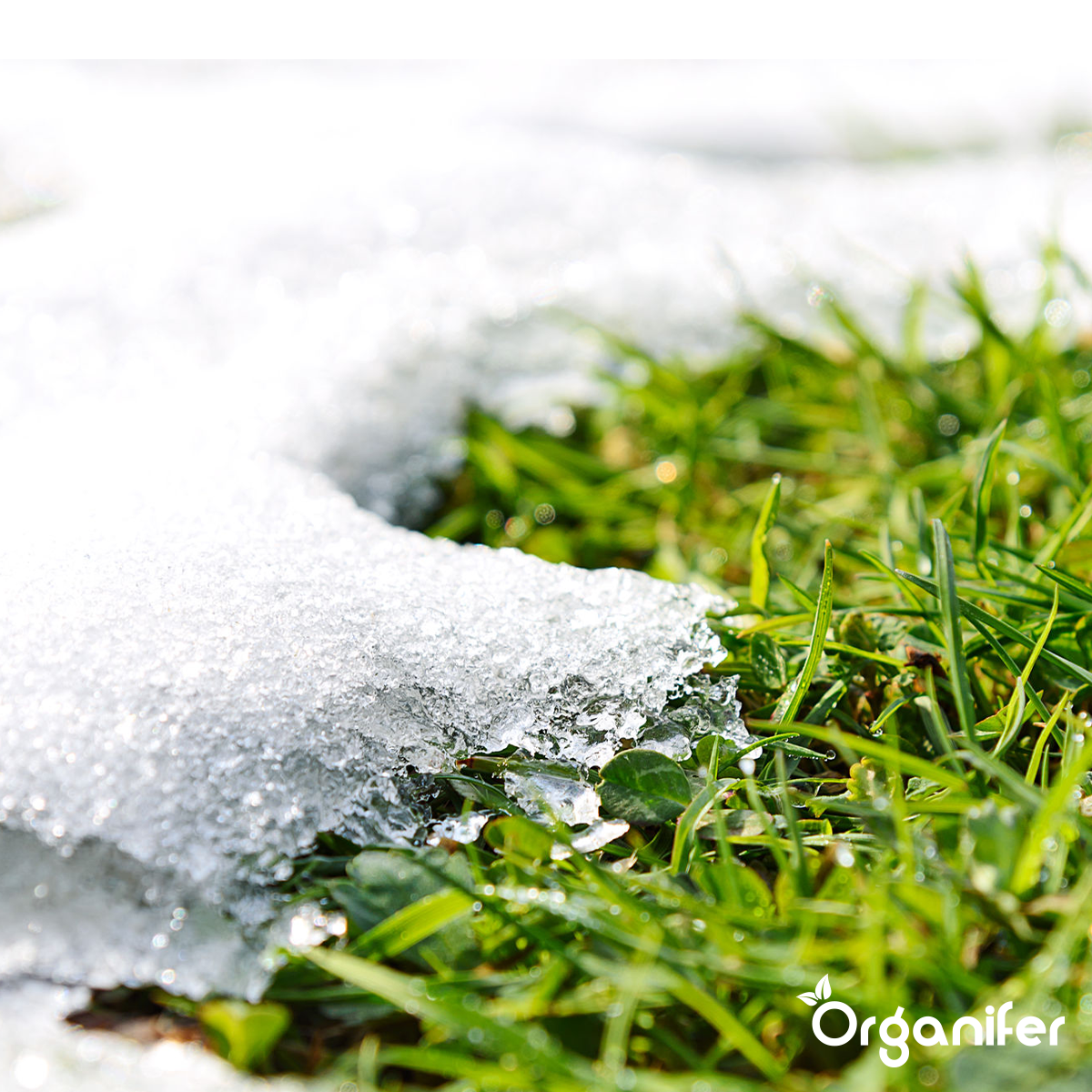 Organifer Autumn Fertiliser All-In-One (10 kg - for 200 m2) 8719958999695 4