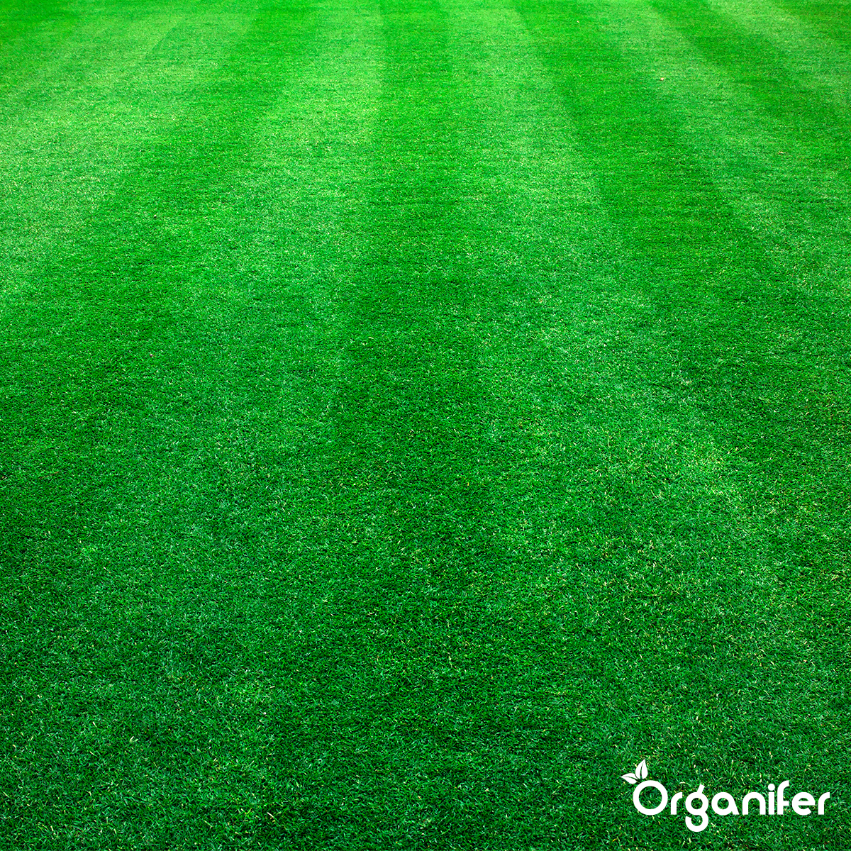 Organifer Autumn Fertiliser All-In-One (40x = 800 kg - for 16.000 m2) 8719958999626 10