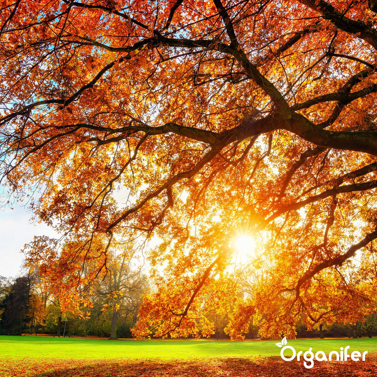 Organifer Autumn Fertiliser All-In-One (Big Bag 1000 kg - for 20.000 m2) 8719958999657 5