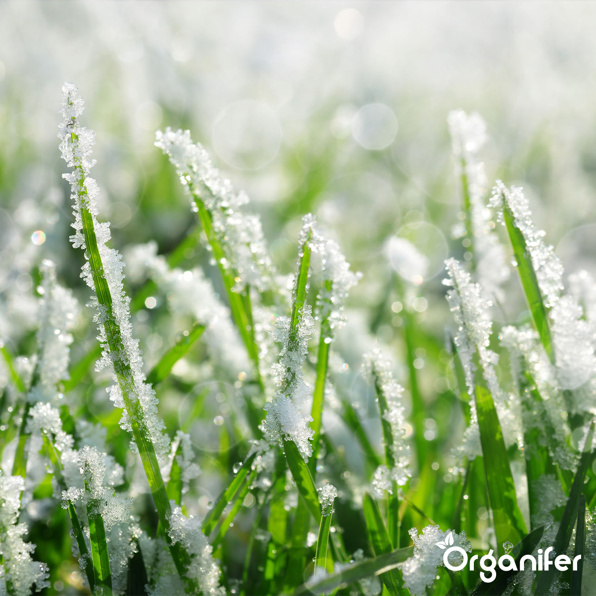 Organifer Autumn Fertiliser All-In-One (Big Bag 1000 kg - for 20.000 m2) 8719958999657 8