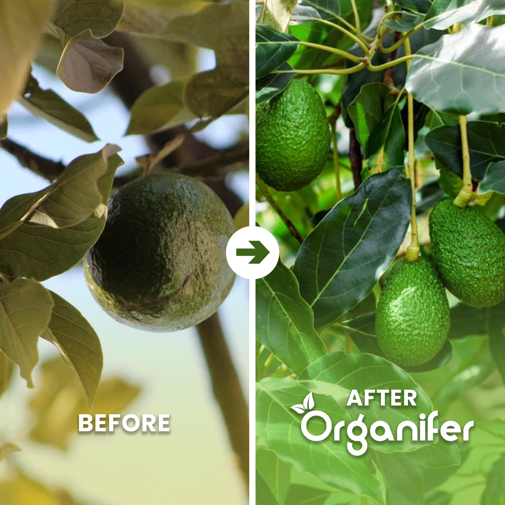 avocado b/a english