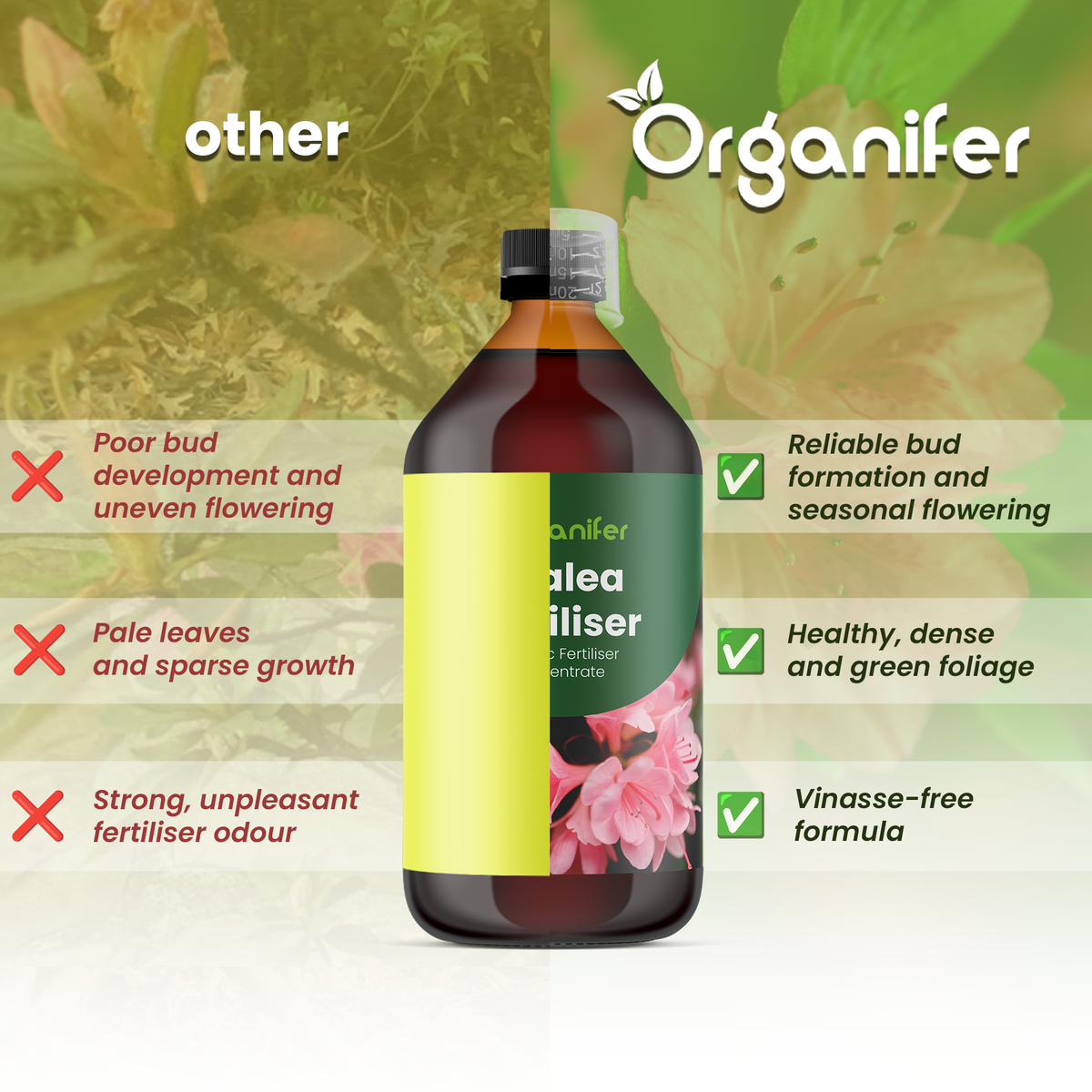 azalea comparison
