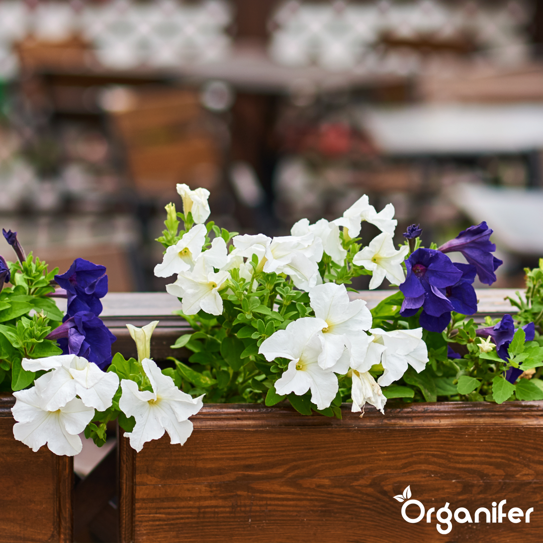 Wooden planter with white and purple flowers, blurred outdoor background