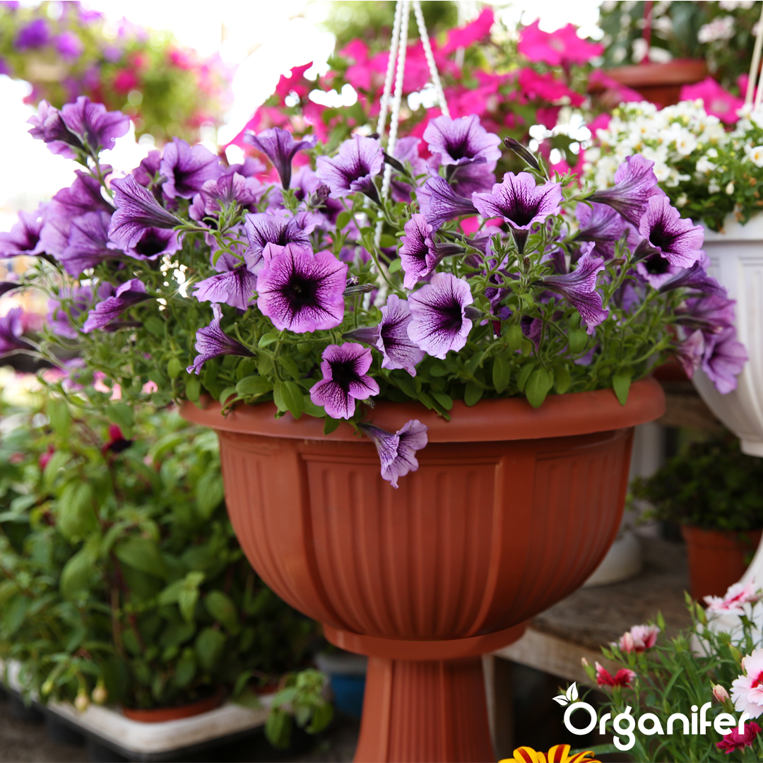 organifer-balcony-plants-liquid-fertiliser-
