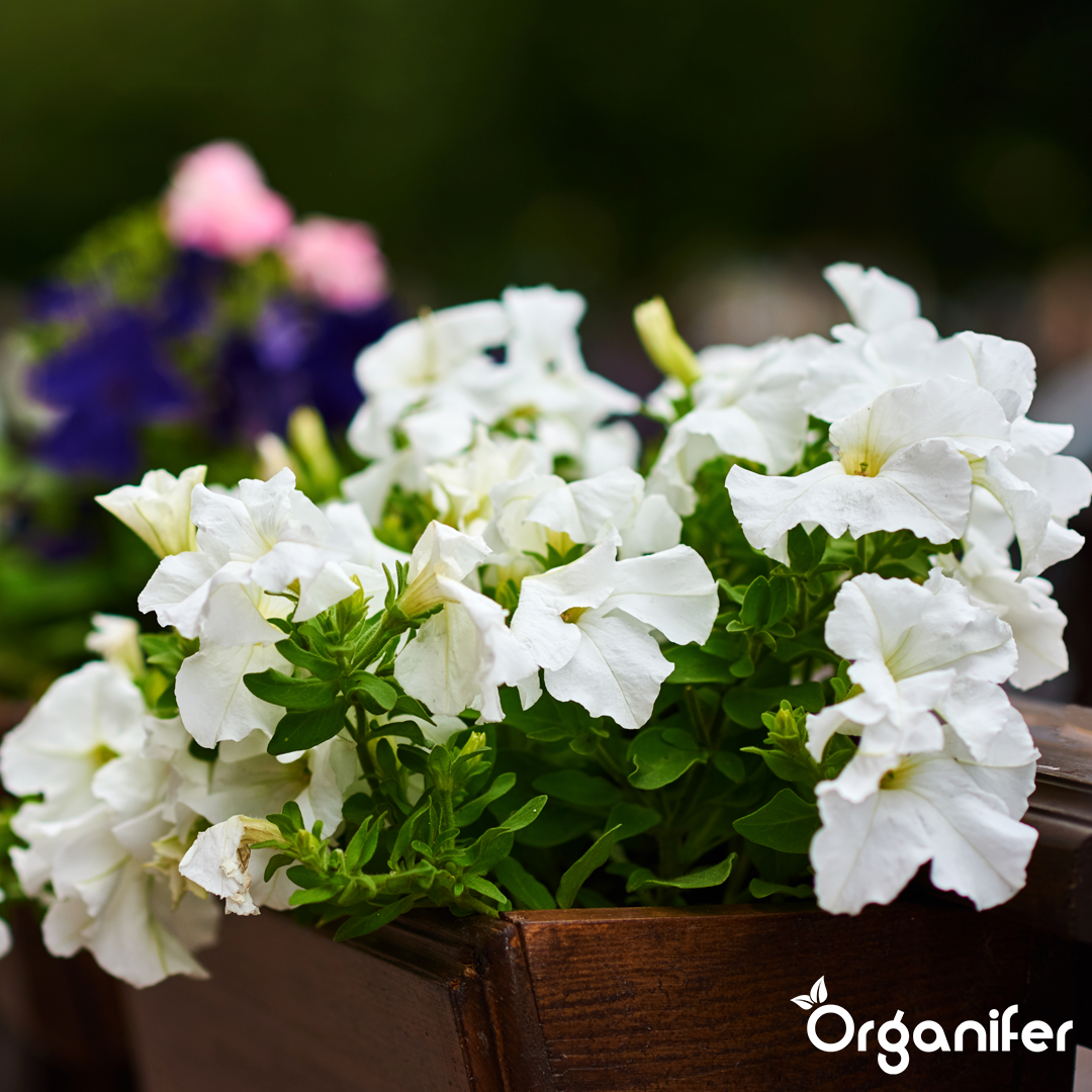 Balkonplanten Vloeibare Meststof – 5x1 liter