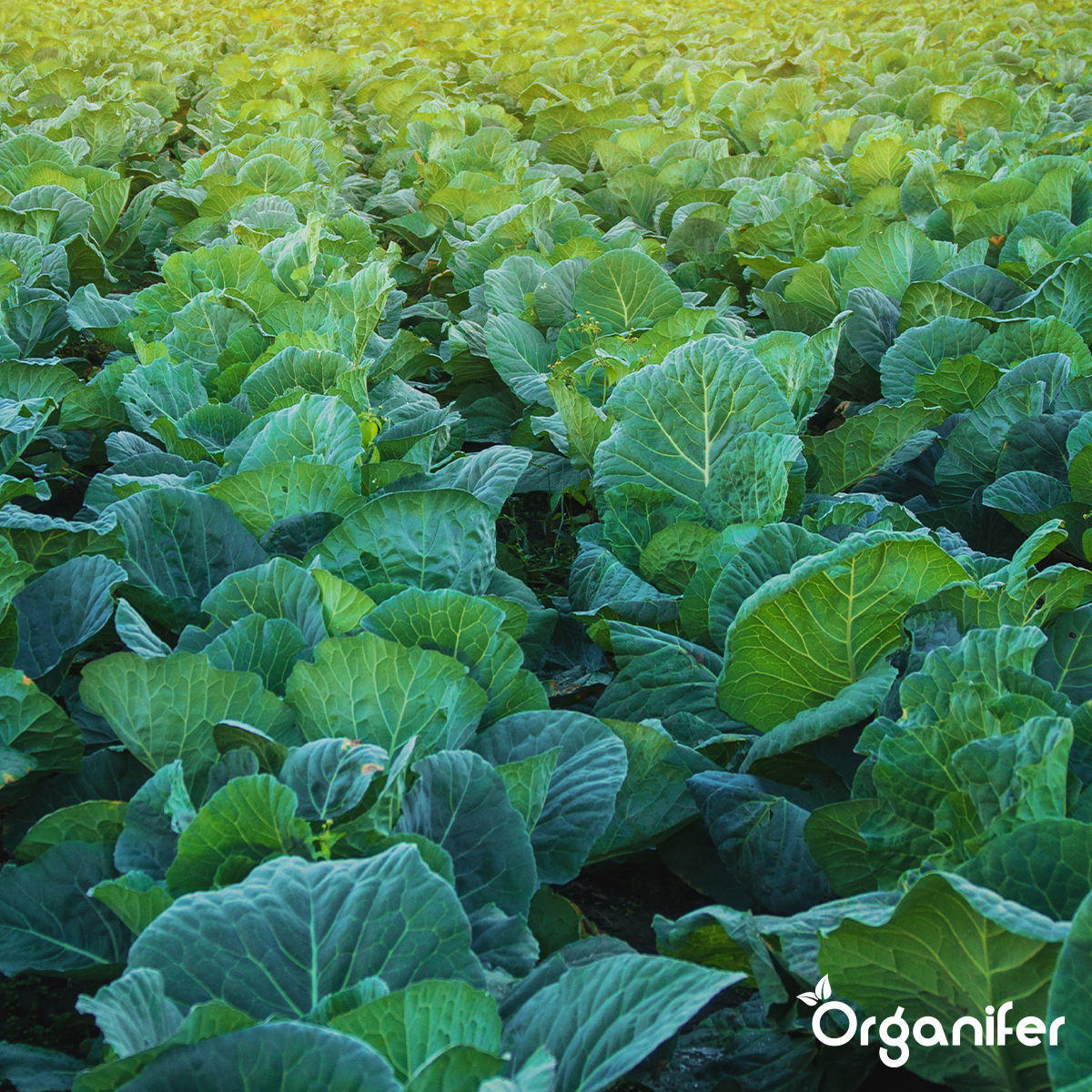 Organifer Basalt Meal Soil Improver for Clay Soil (12x - 240 kg - for 2.400 m2) 8719958997981 8