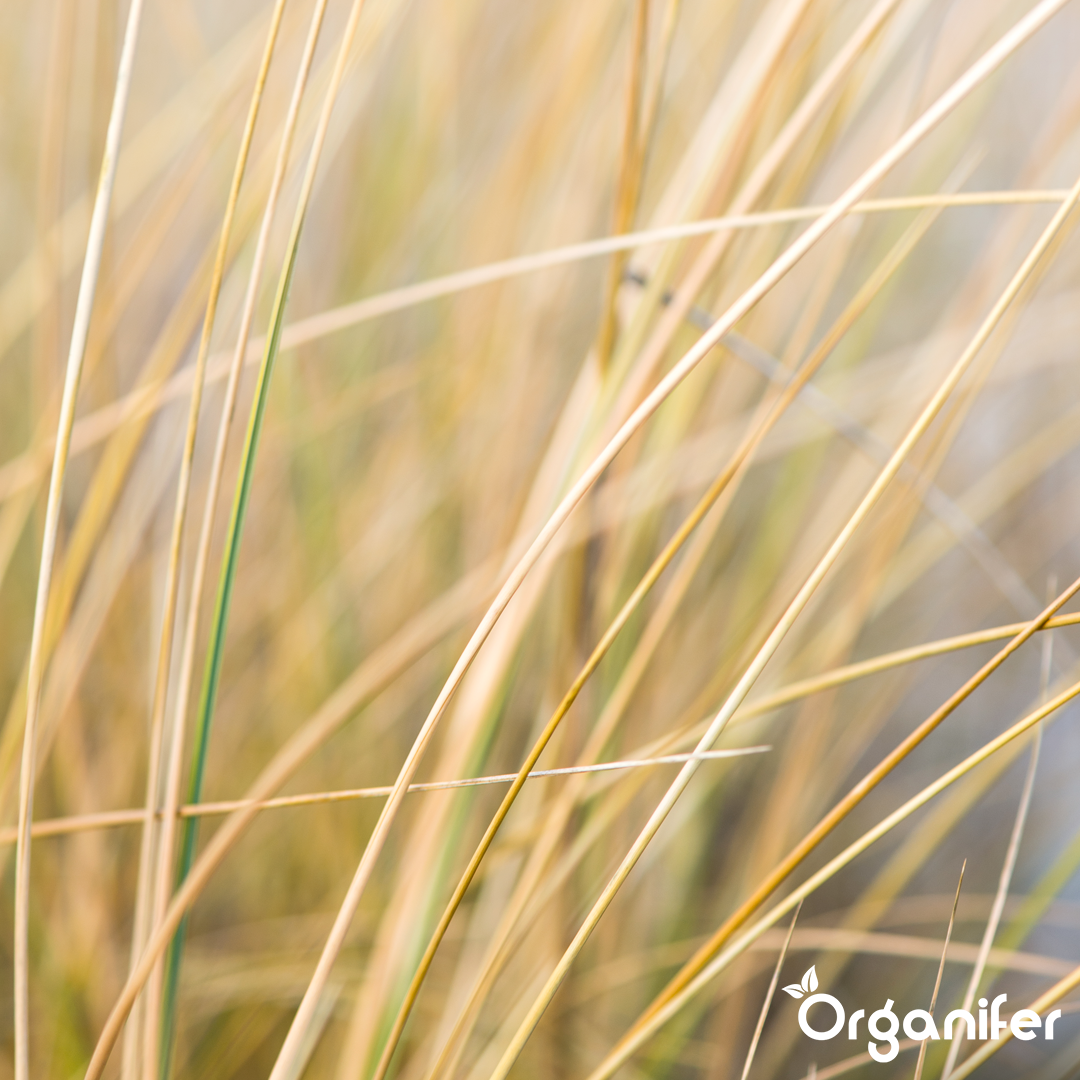 liquid fertiliser Beach grass