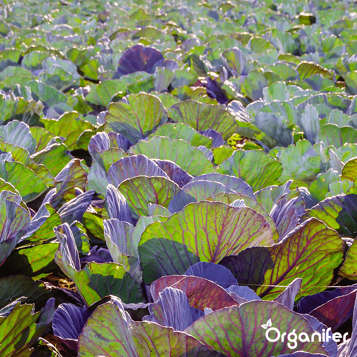 Organifer Bentonite Clay - Sandy Soil Improver (Big Bag 1000 kg - for 10.000 m2) 8719958995772 7