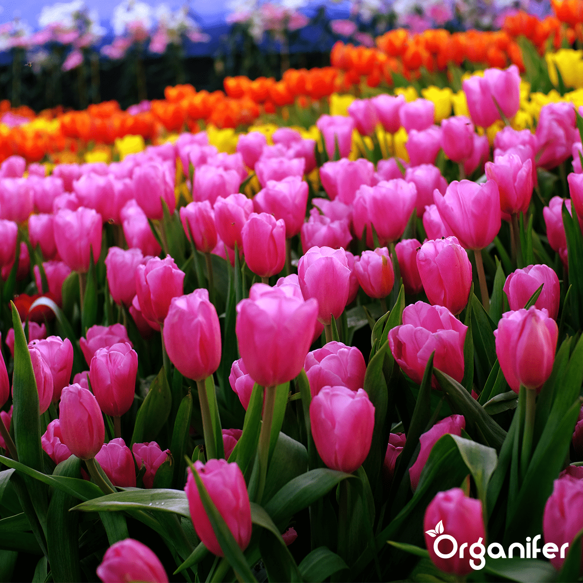 Organifer Bentonite Clay - Sandy Soil Improver (Big Bag 1000 kg - for 10.000 m2) 8719958995772 9
