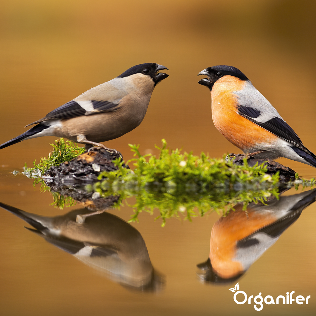 Organifer Bird feed for garden birds - High Energy, No Mess, No Germination (20 kg) 8719958993242 10