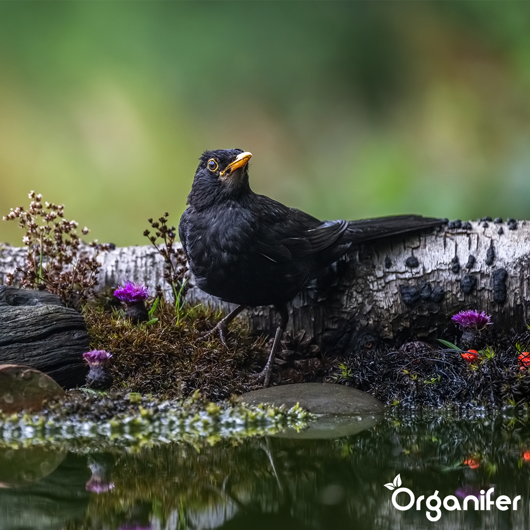 Organifer Bird feed for garden birds - High Energy, No Mess, No Germination (20 kg) 8719958993242 5