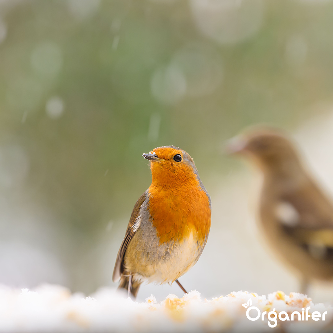 Organifer Bird feed for garden birds - High Energy, No Mess, No Germination (20 kg) 8719958993242 6