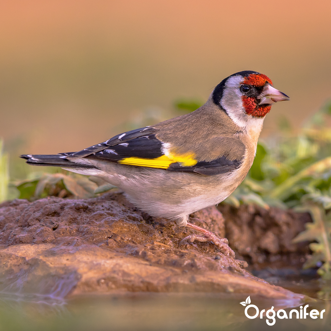 Organifer Bird feed for garden birds - High Energy, No Mess, No Germination (20 kg) 8719958993242 8