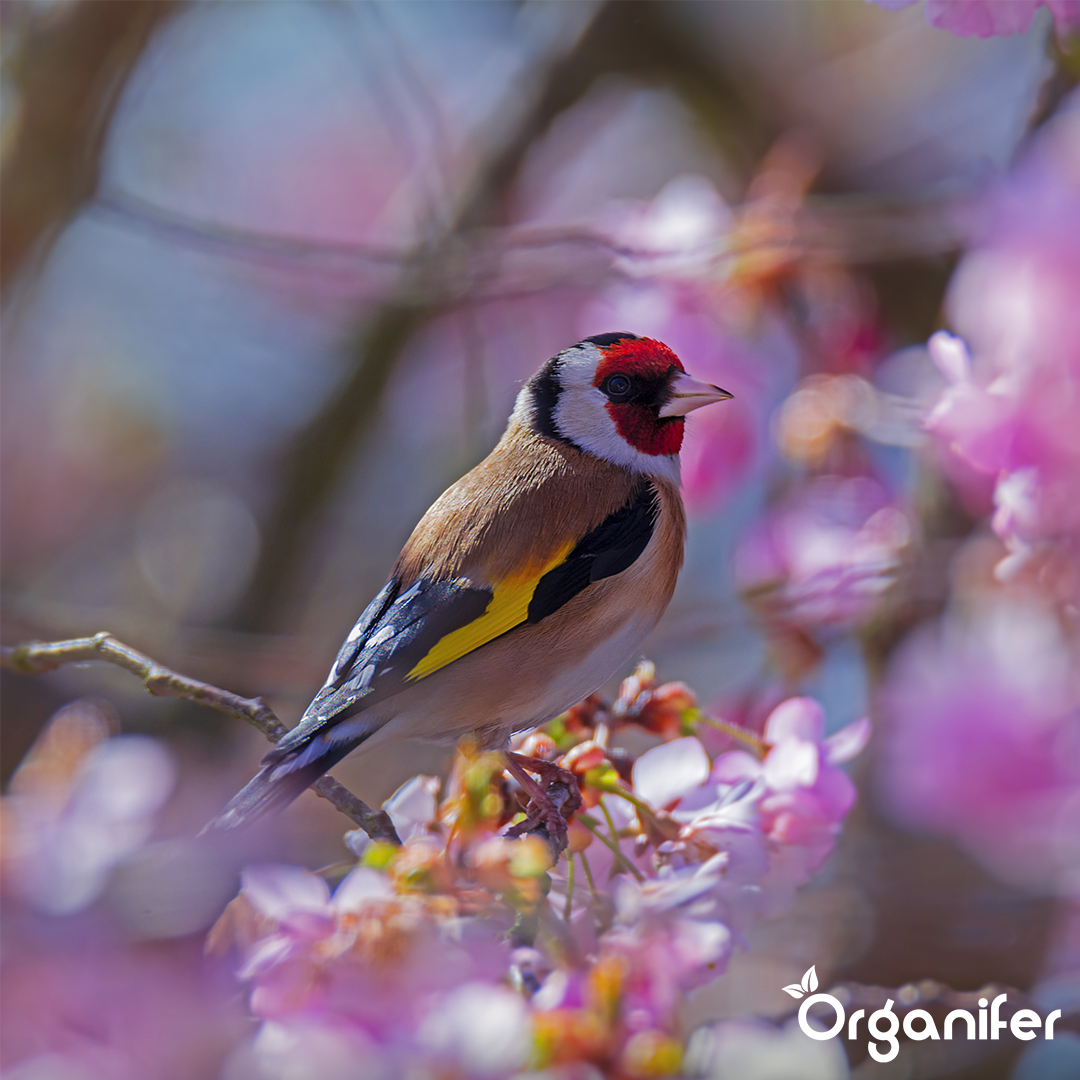 Organifer Bird feed for garden birds - High Energy, No Mess, No Germination (20 kg) 8719958993242 9