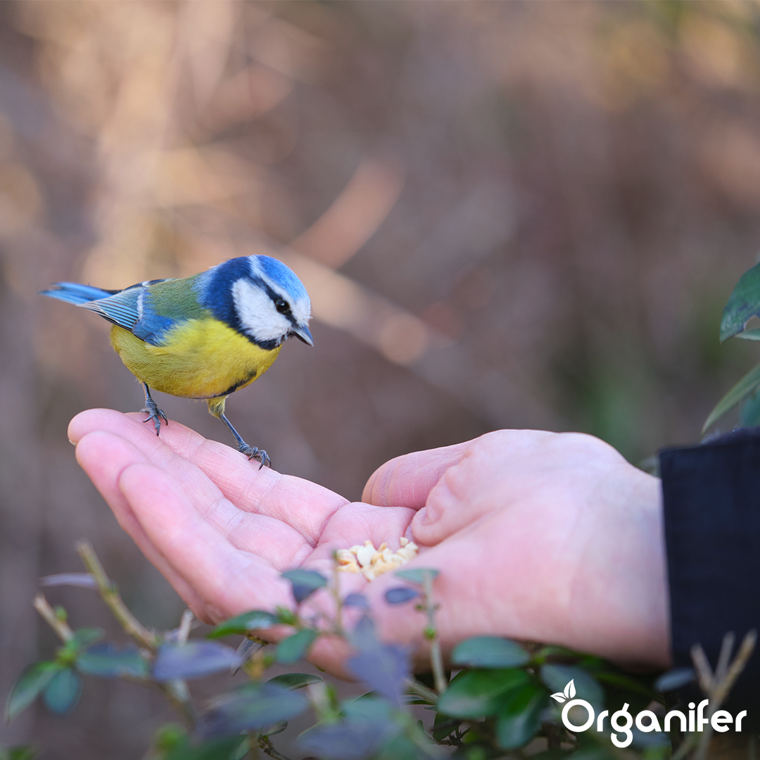 Organifer Bird feed for garden birds - High Energy, No Mess, No Germination (5 kg) 8719958993266 4