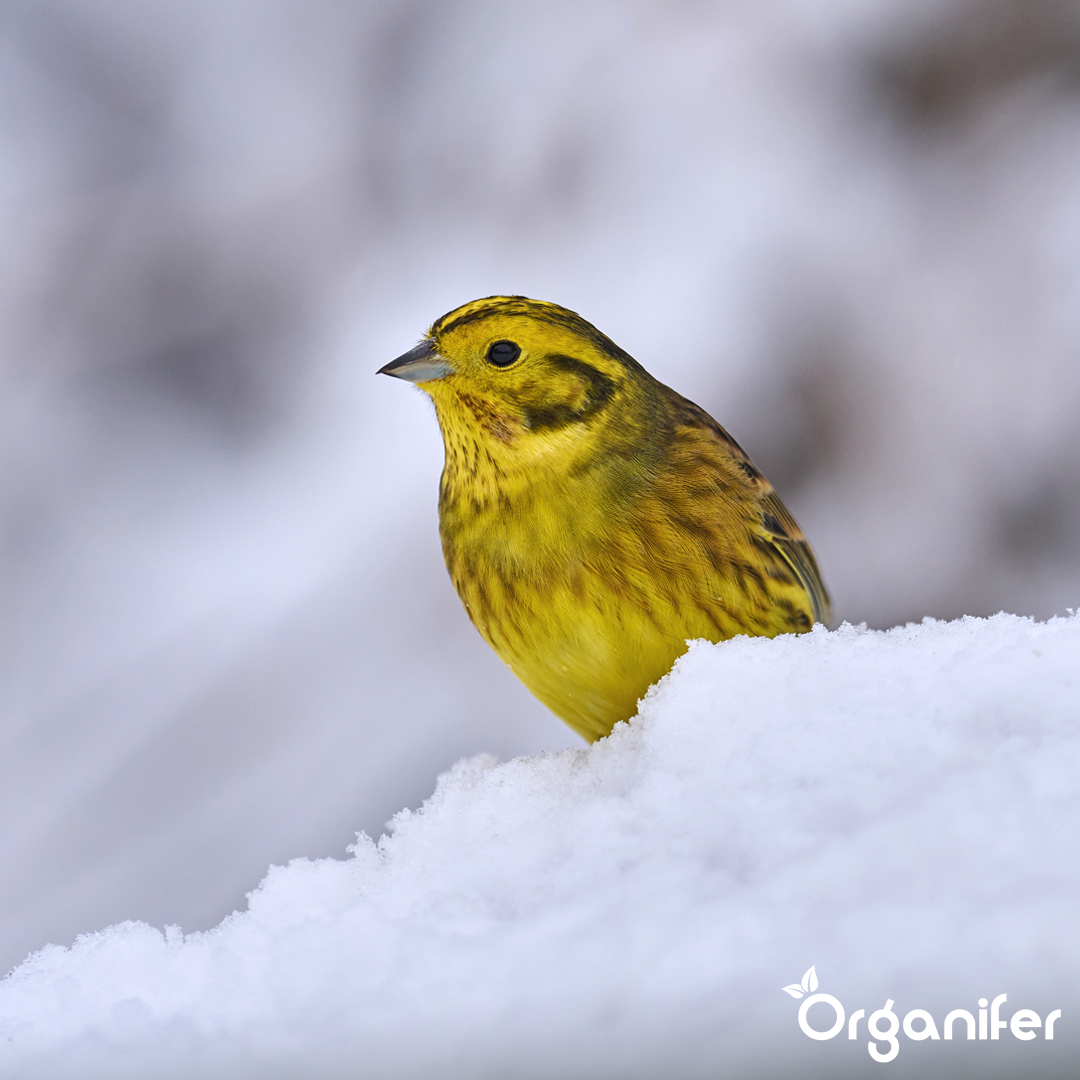 Organifer Bird feed for garden birds - High Energy, No Mess, No Germination (5 kg) 8719958993266 5