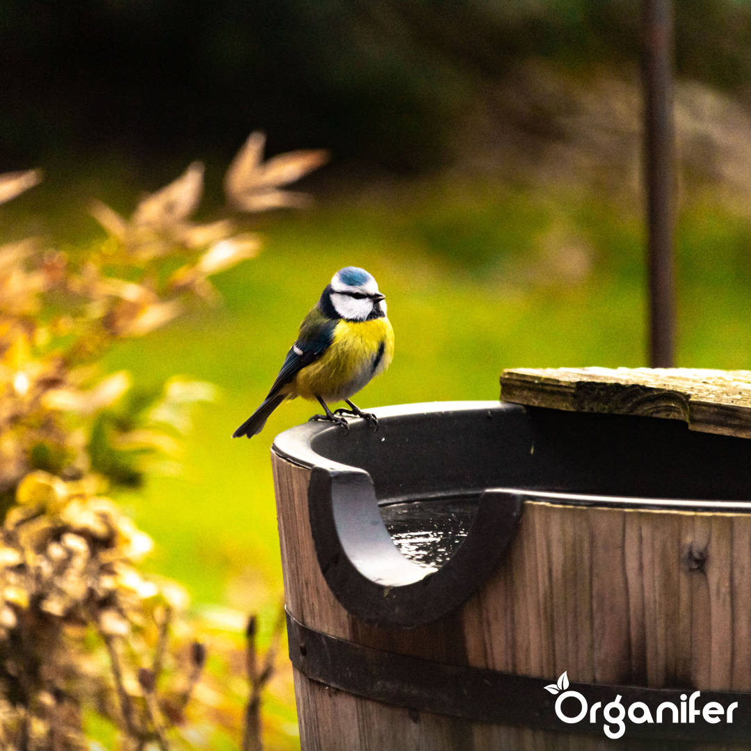 Organifer Bird feed for garden birds - High Energy, No Mess, No Germination (5 kg) 8719958993266 6