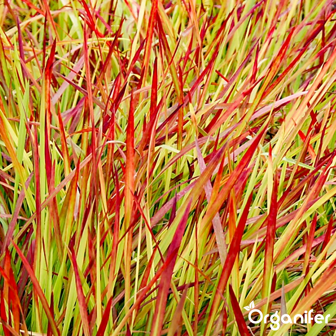 organifer-blood_grass-liquid_fertiliser