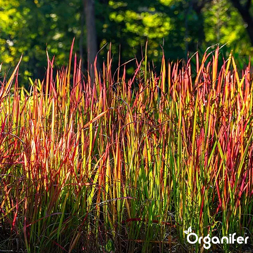 organifer-blood_grass-liquid_fertiliser