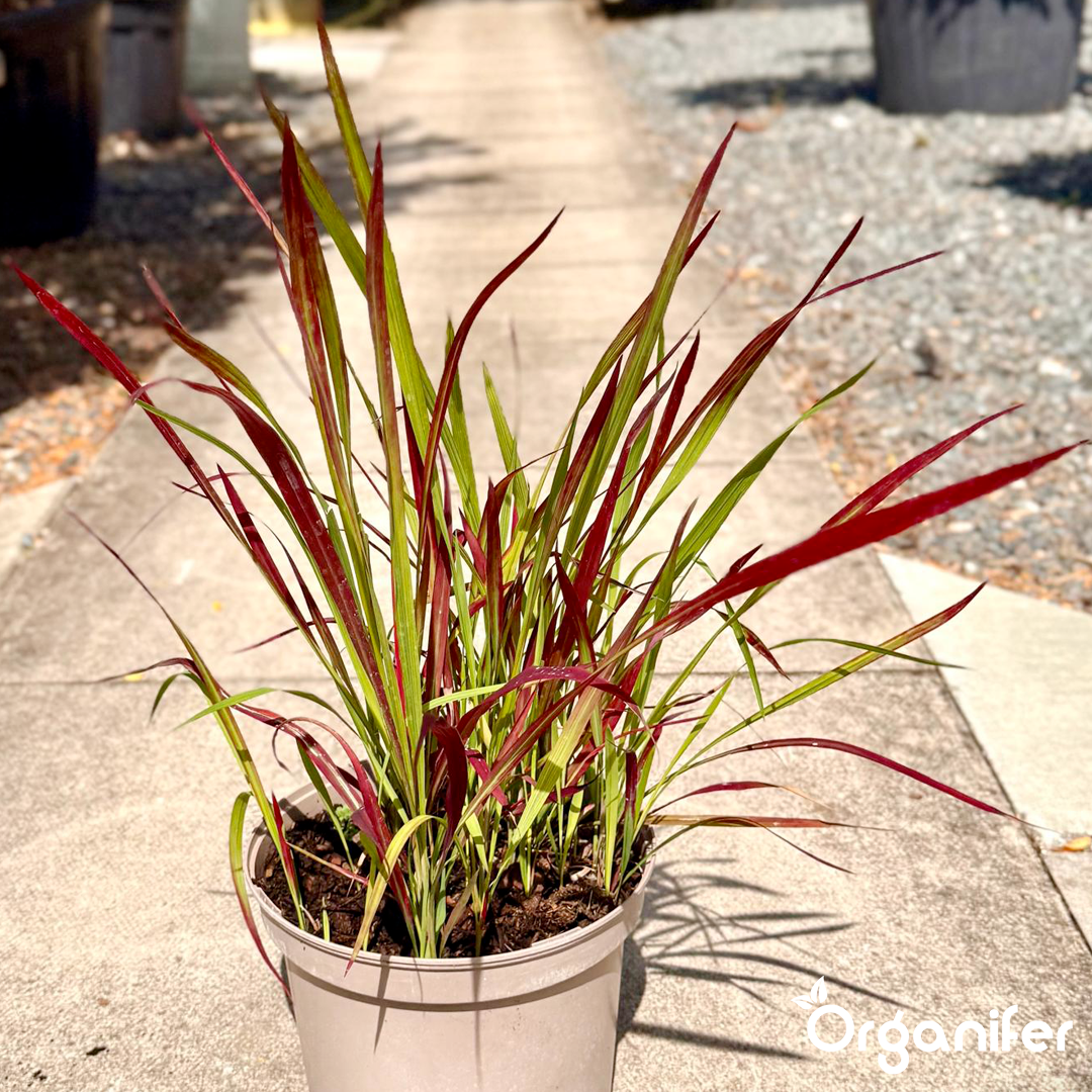 organifer-blood_grass-liquid_fertiliser-9
