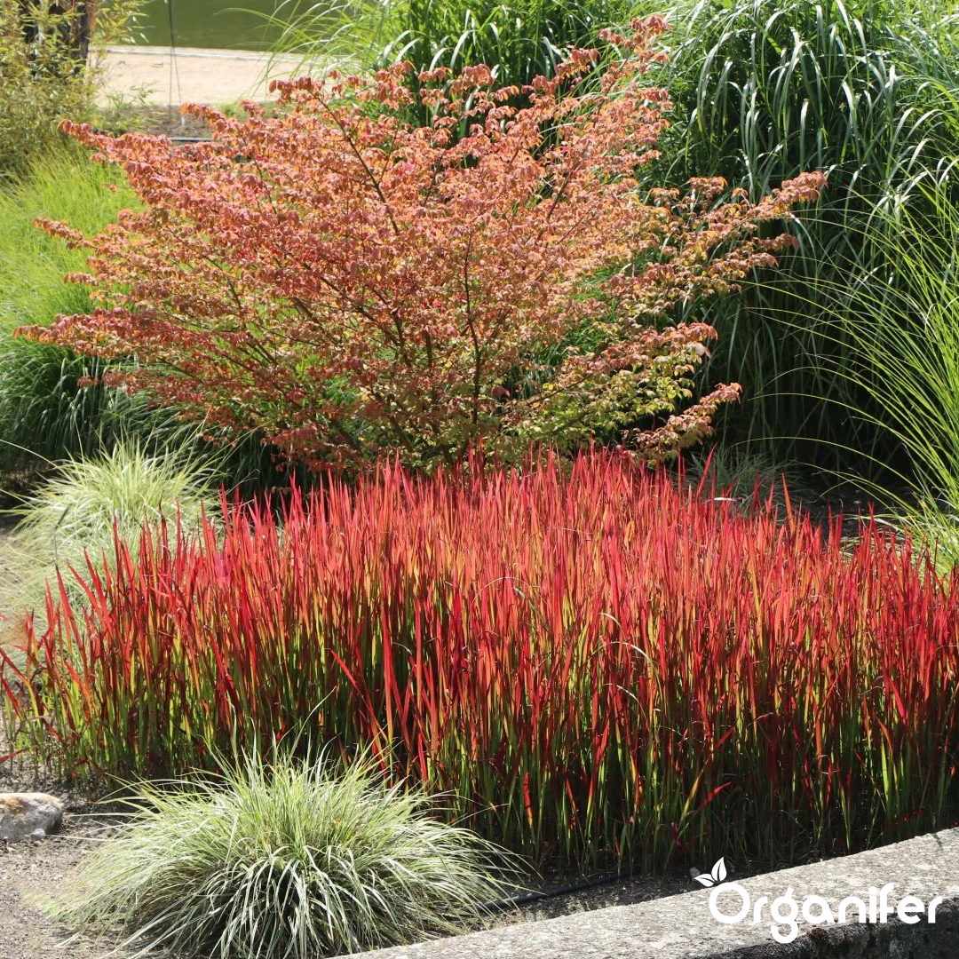 organifer-blood_grass-liquid_fertiliser