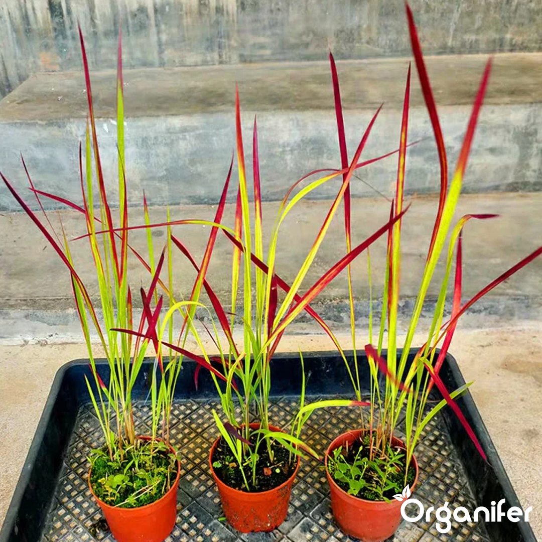 organifer-blood_grass-liquid_fertiliser