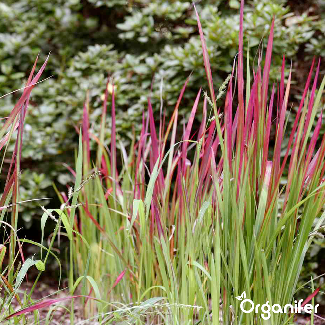 organifer-blood_grass-liquid_fertiliser