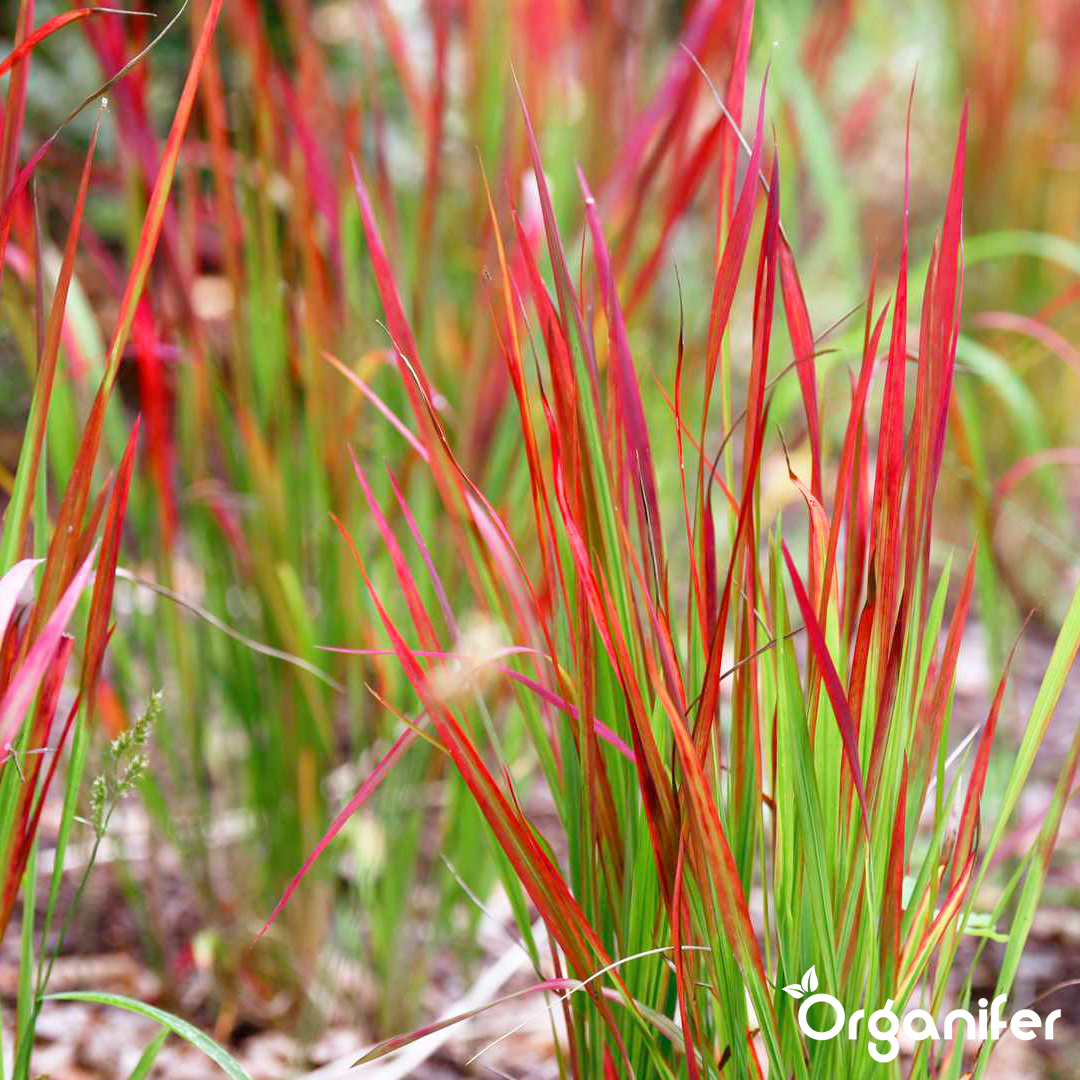 organifer-blood_grass-liquid_fertiliser
