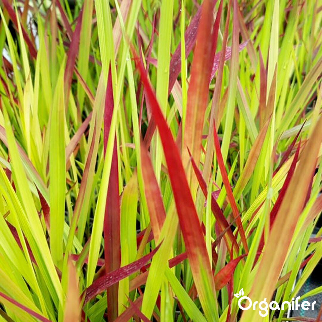 organifer-blood_grass-liquid_fertiliser