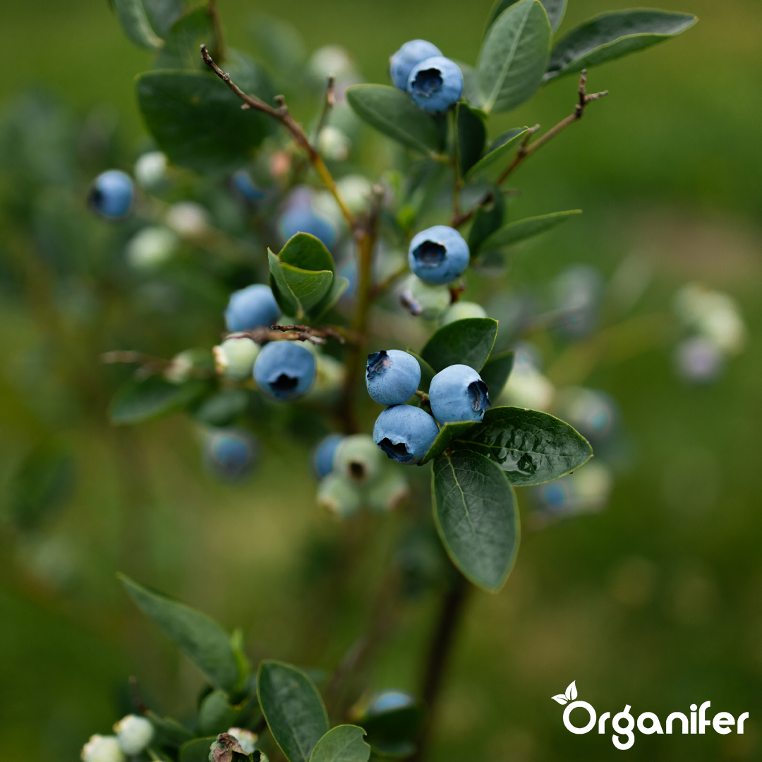 blueberry