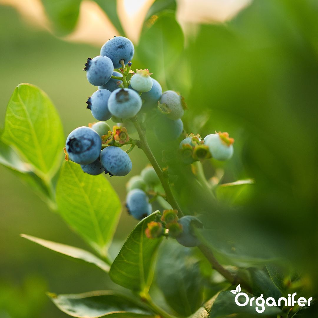 blueberry