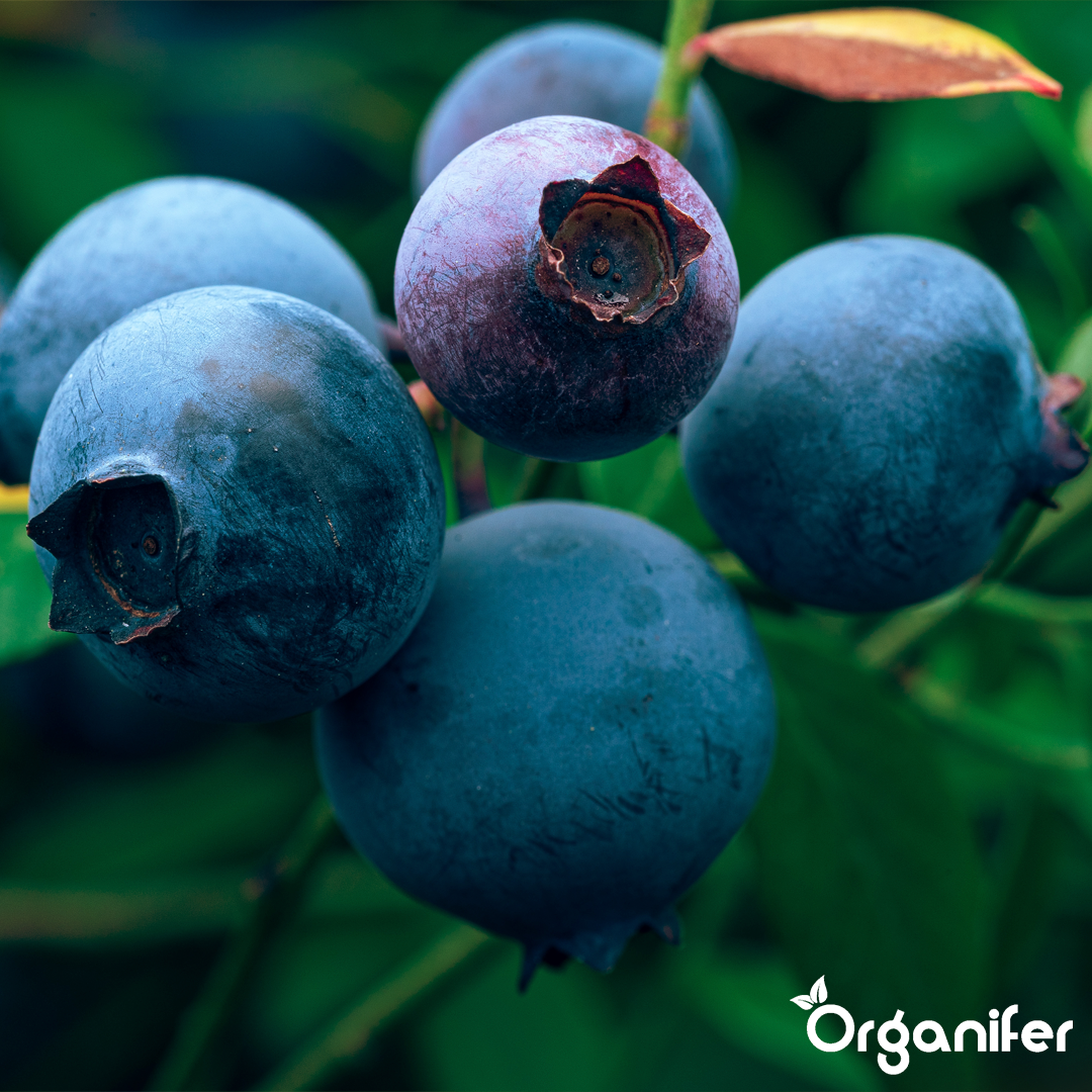blueberry