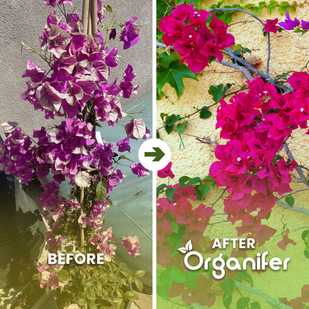 bougainvillea b/a