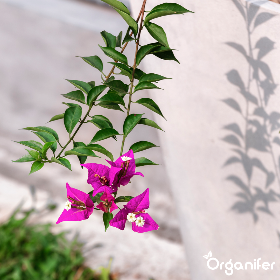 bougainvillea liquid fertiliser