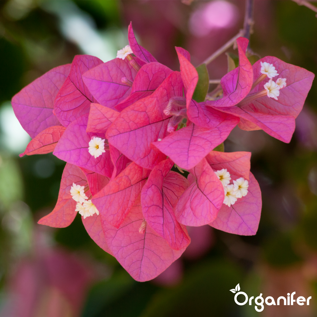bougainvillea liquid fertiliser
