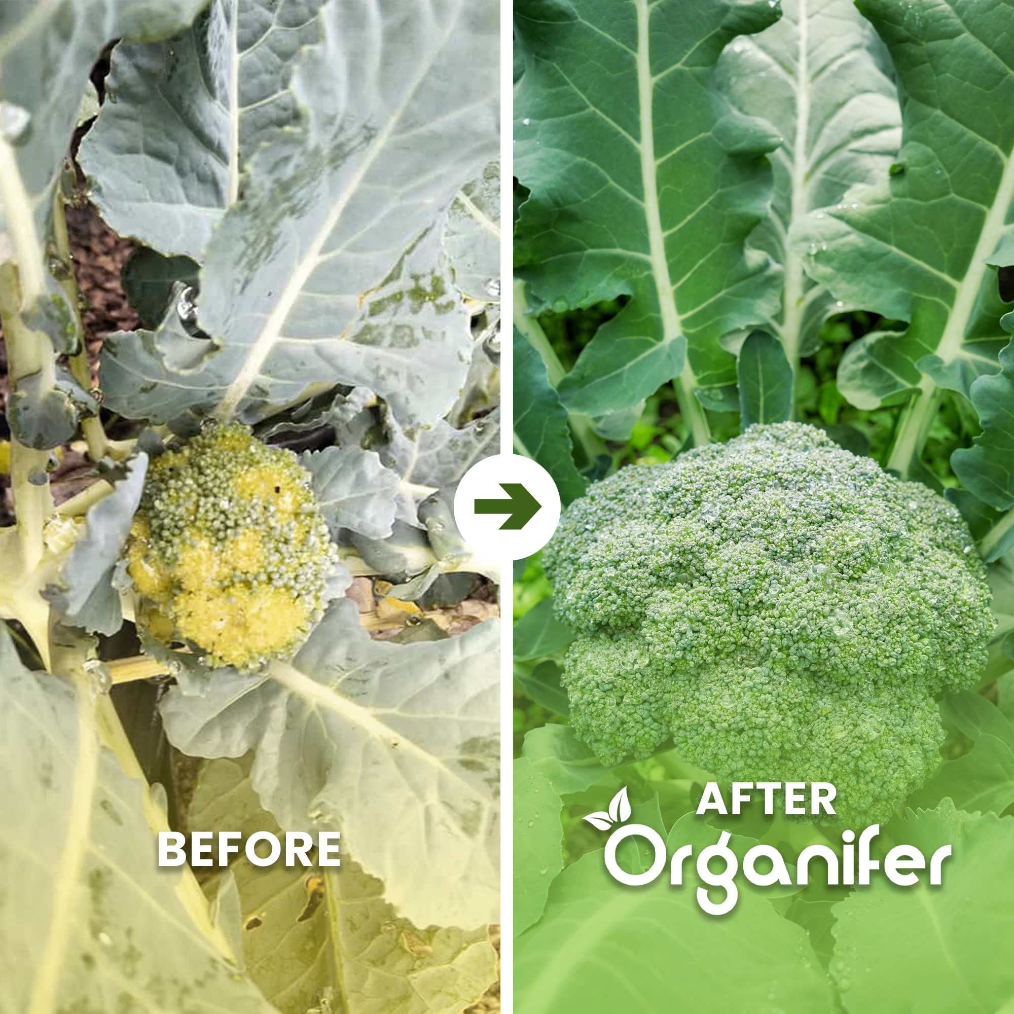 broccoli b/a