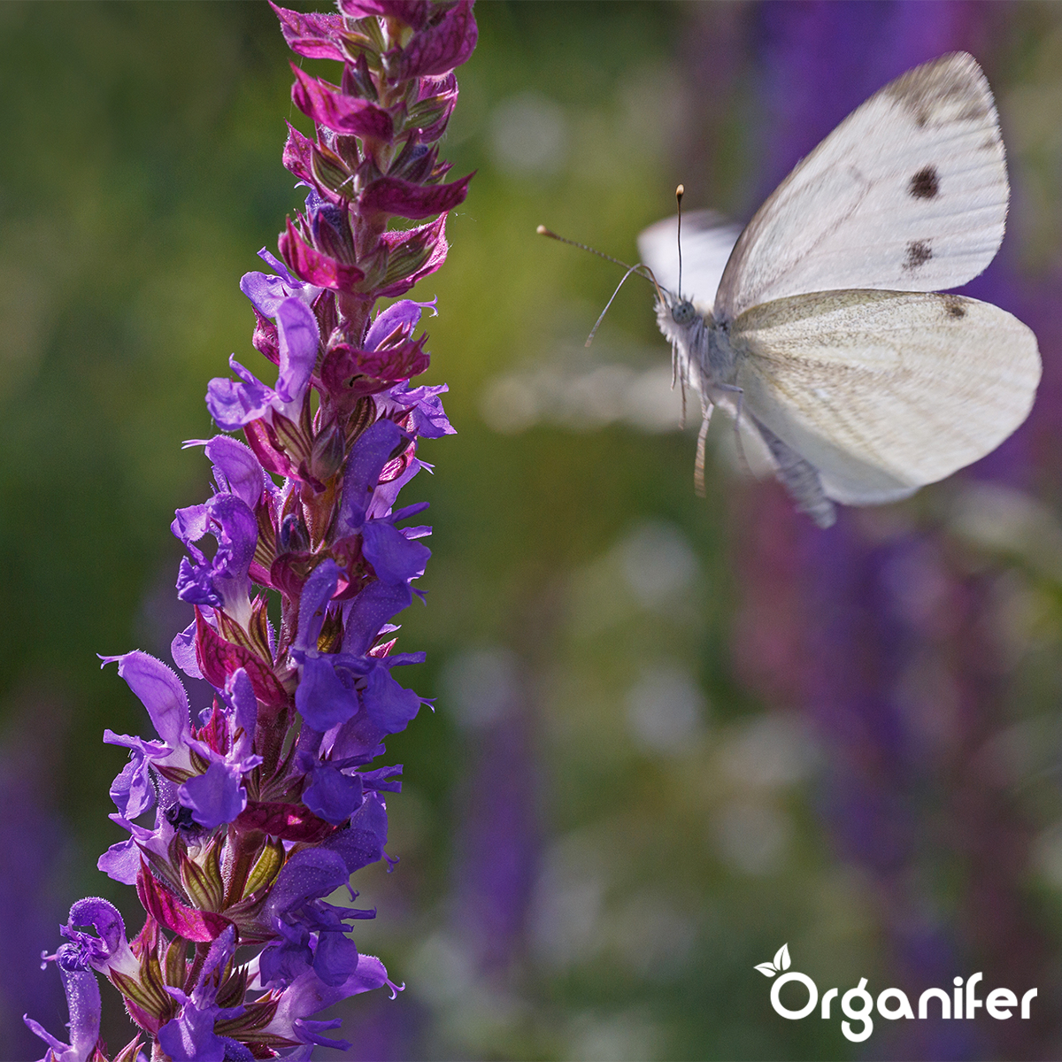 Vlinderbloemen en Bijenmengsel - Nectar - 40 soorten 5 Organifer