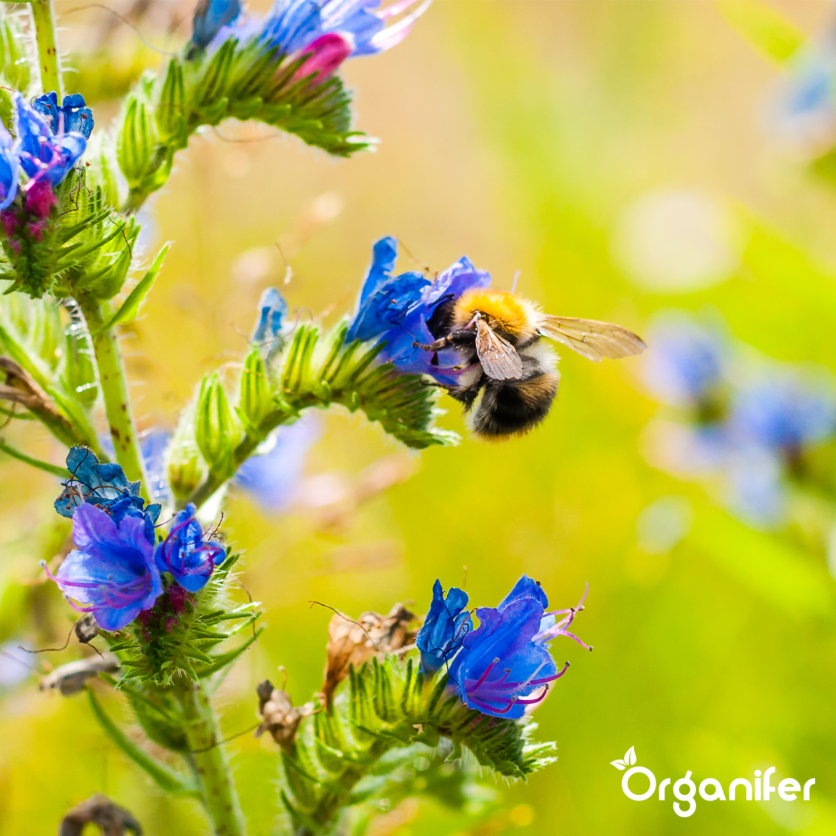 Organifer - Nectar